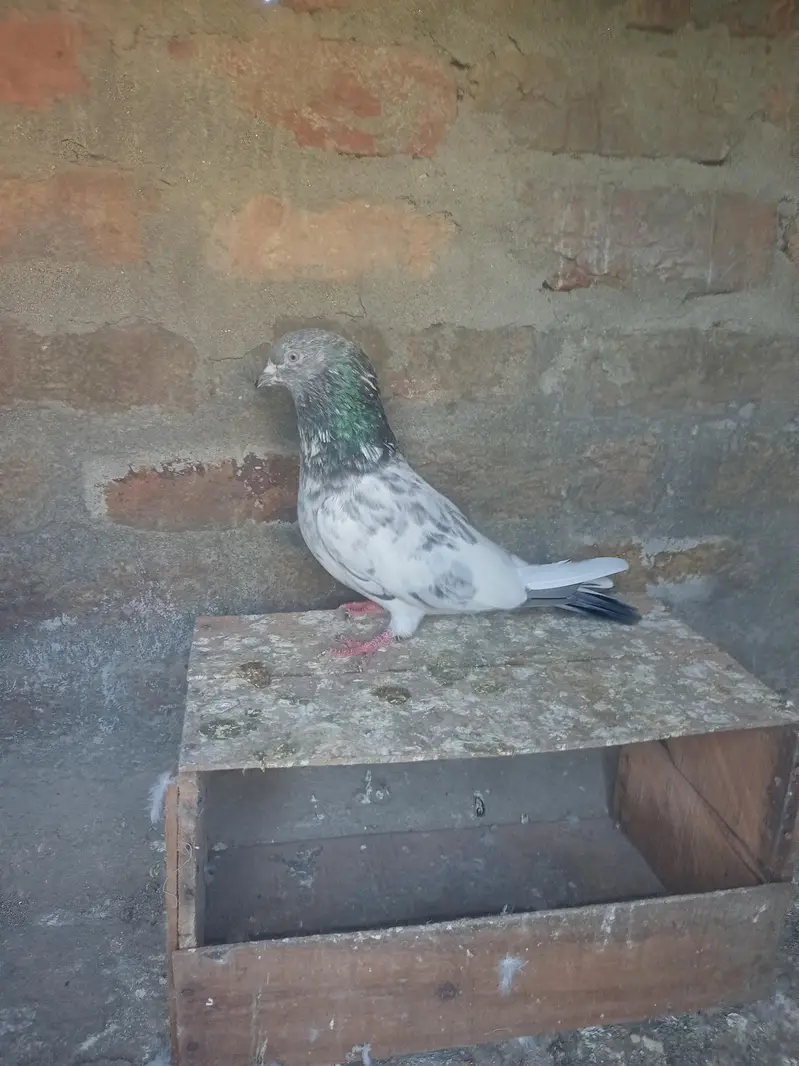 Bataira chapra feroz Puri Kamagar pigeon available in reasonable price — photo 10