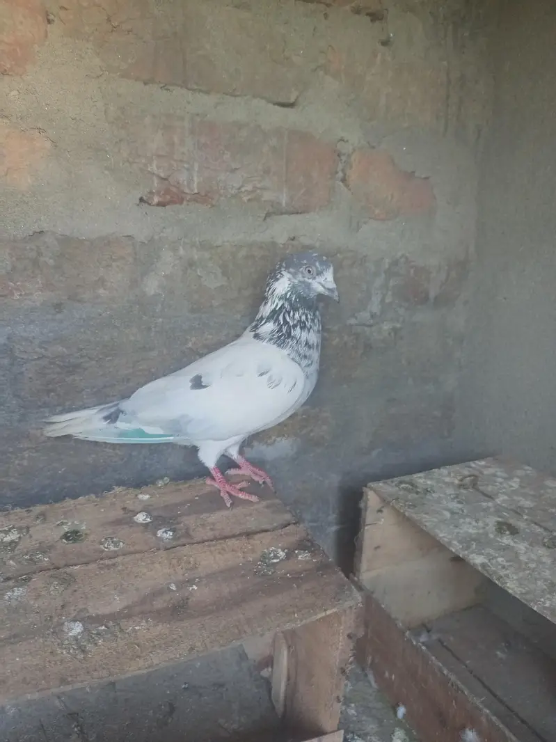 Bataira chapra feroz Puri Kamagar pigeon available in reasonable price — photo 11