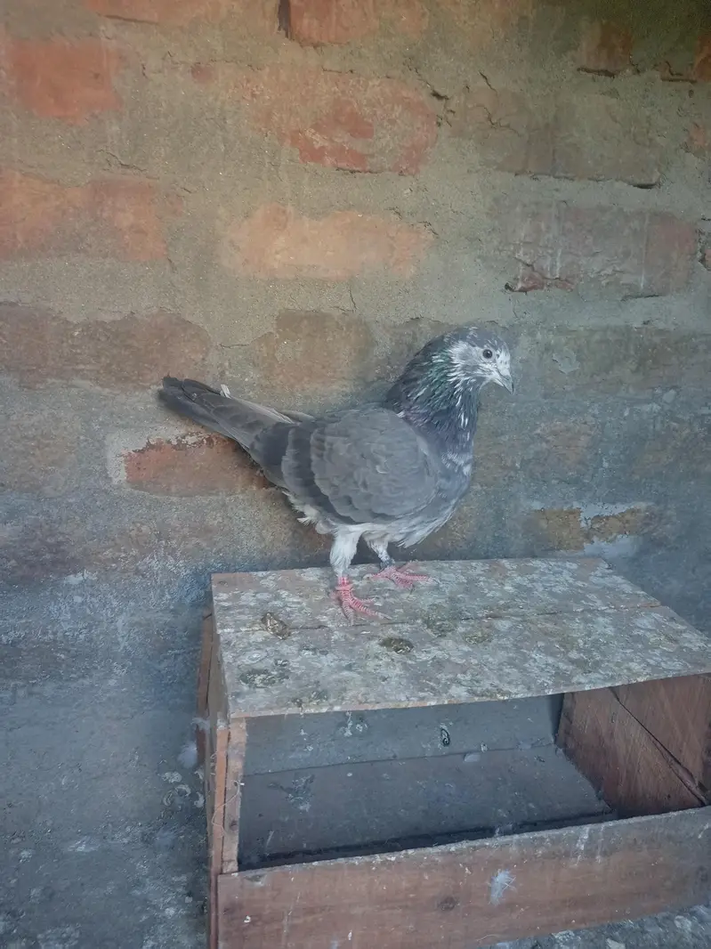 Bataira chapra feroz Puri Kamagar pigeon available in reasonable price — photo 12