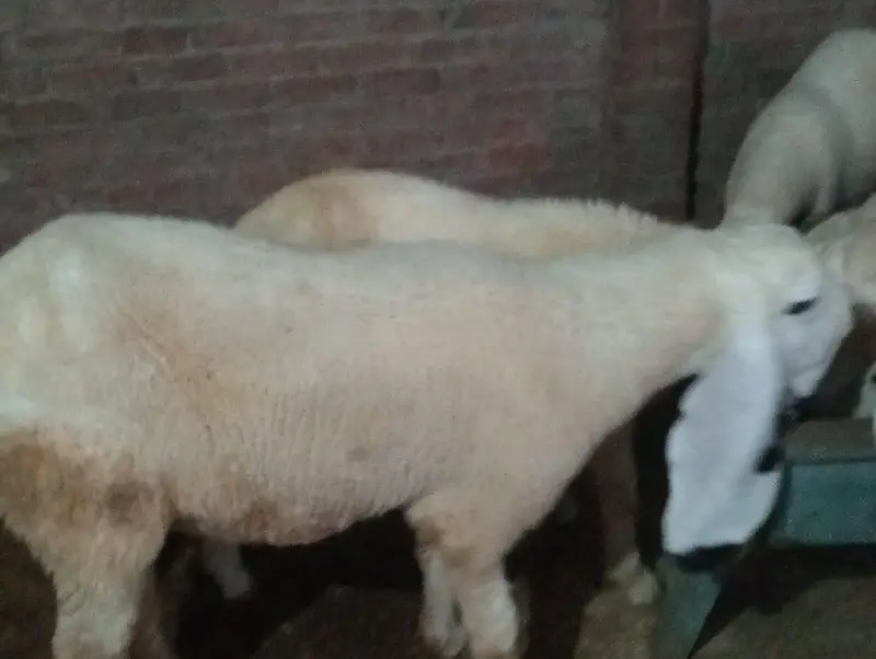 Kajli Sheeps For sale