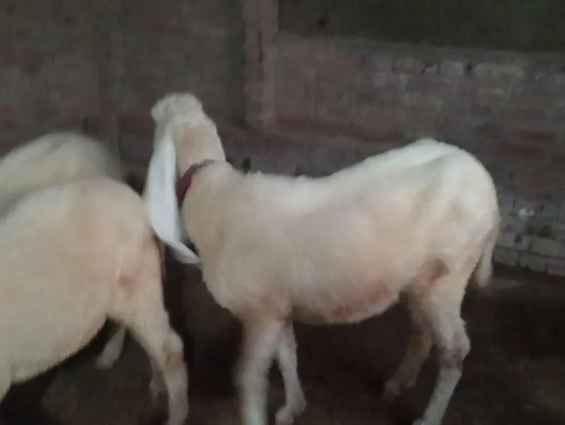 Kajli Sheeps For sale — photo 2