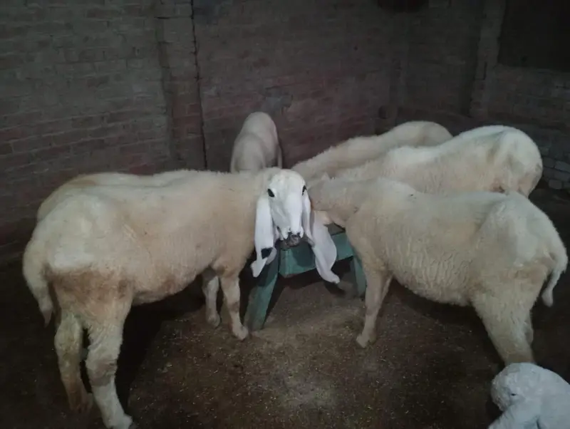 Kajli Sheeps For sale — photo 3