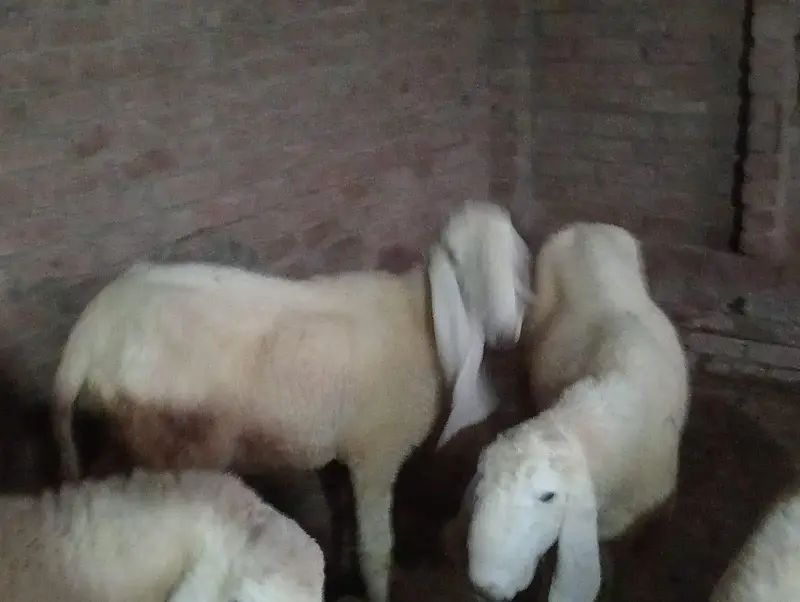 Kajli Sheeps For sale — photo 4
