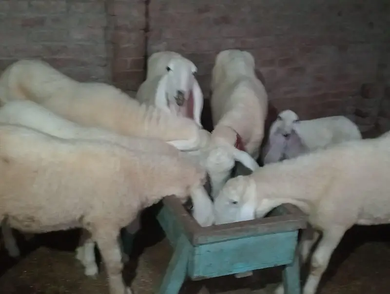 Kajli Sheeps For sale — photo 9