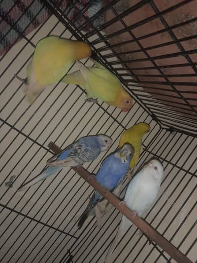 love bird and Australian parrots