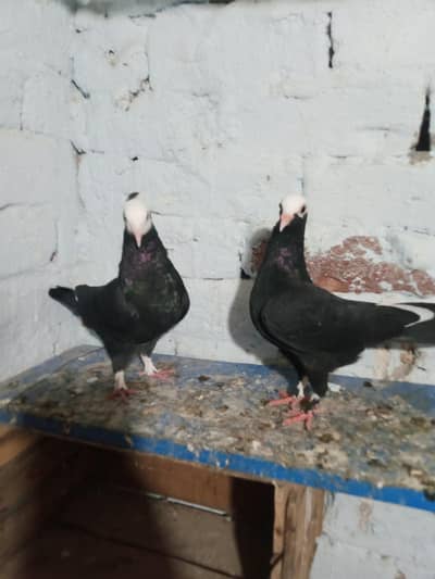 Mukhi pair  kantakash for sale