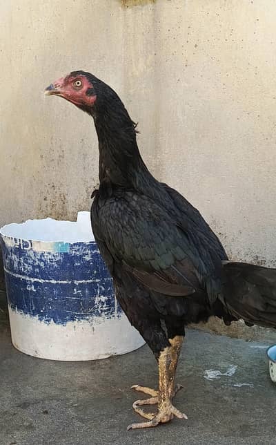 Pure Aseel Hen for Sale