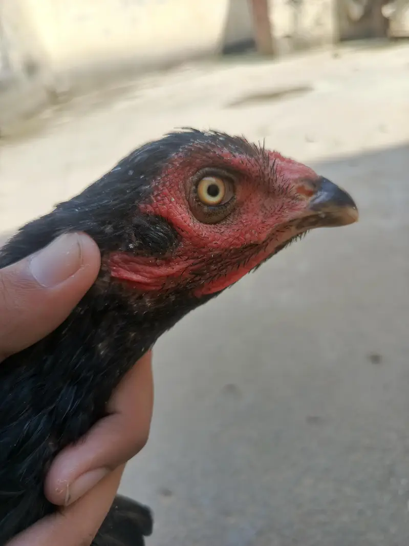 Pure Aseel Hen for Sale — photo 2
