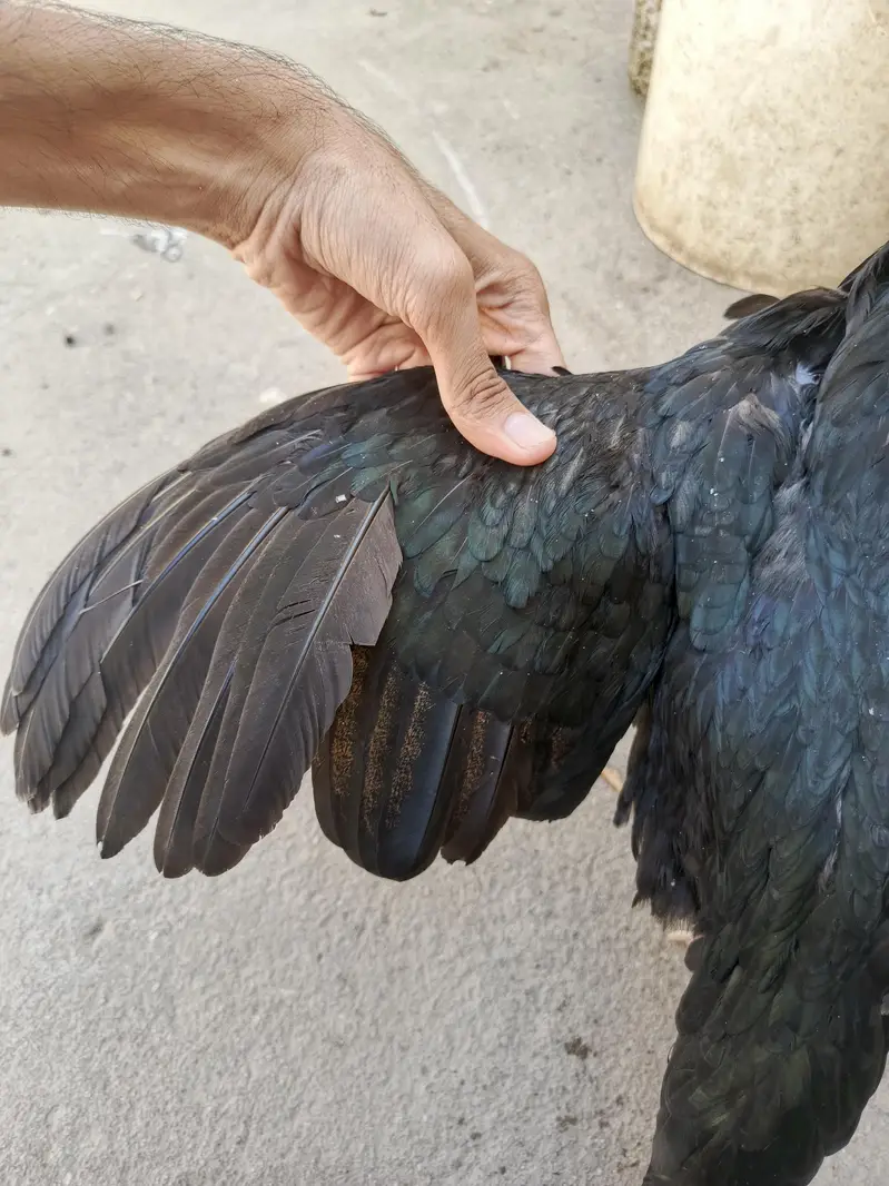 Pure Aseel Hen for Sale — photo 3