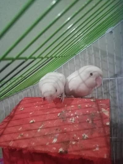 pure line active Love birds pair