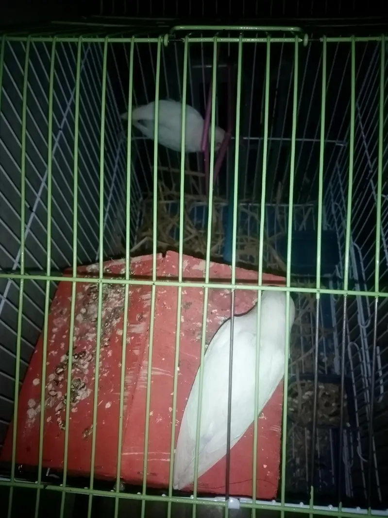pure line active Love birds pair — photo 2