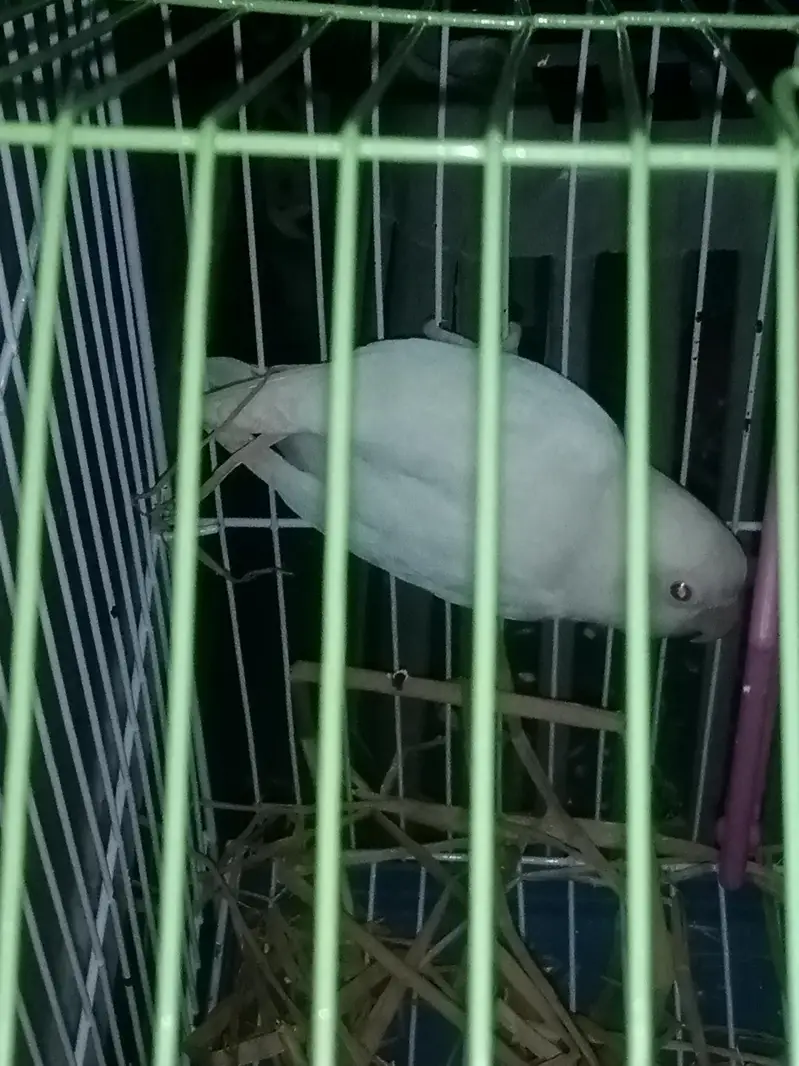 pure line active Love birds pair — photo 3
