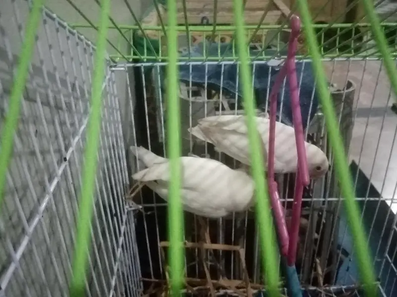 pure line active Love birds pair — photo 5