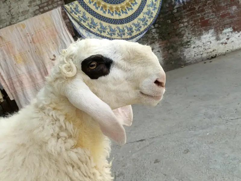 Bota Chatra