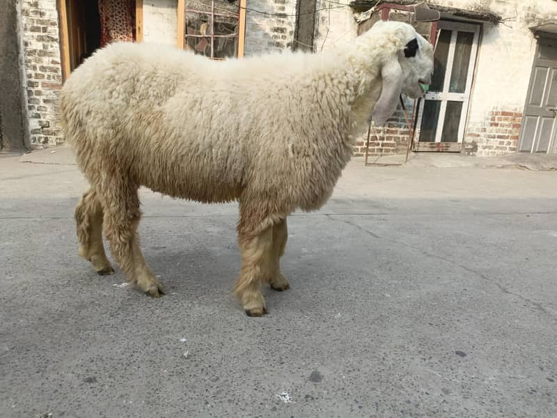 Bota Chatra 2