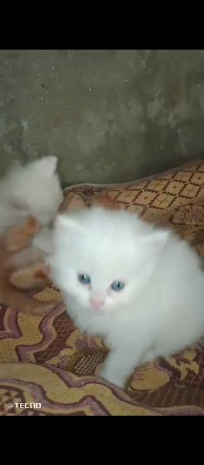 Persian cat for sale male female vaccine clear my WhatsApp