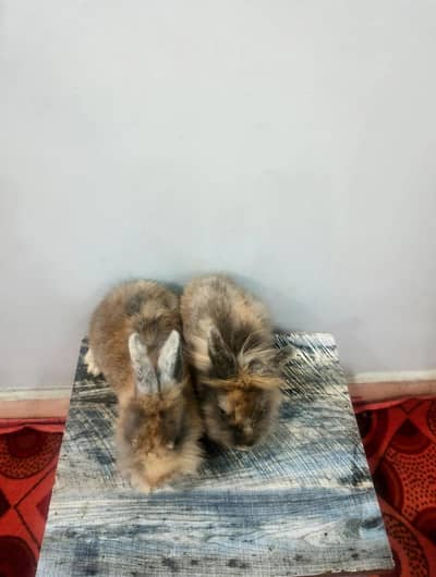 teddy bear rabbit Holland loop bunnies available