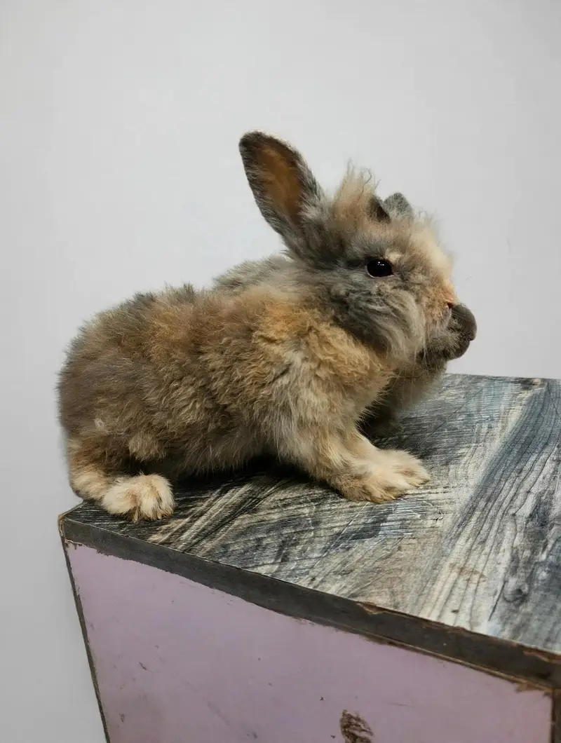 teddy bear rabbit Holland loop bunnies available — photo 2