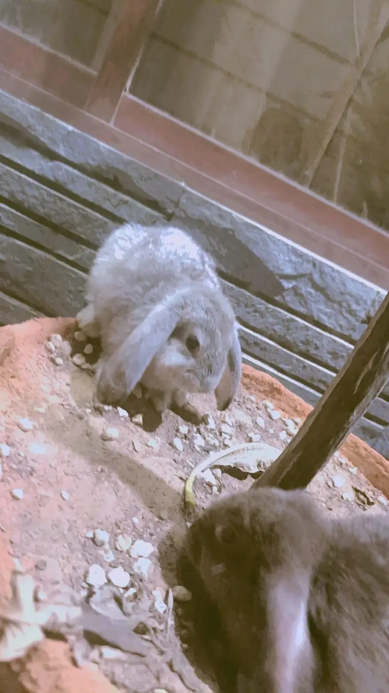 teddy bear rabbit Holland loop bunnies available — photo 3