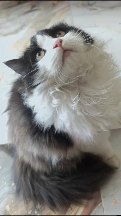 Title: Beautiful 4 Months Old Ragdoll Cat for Sale – Rs. 13,000