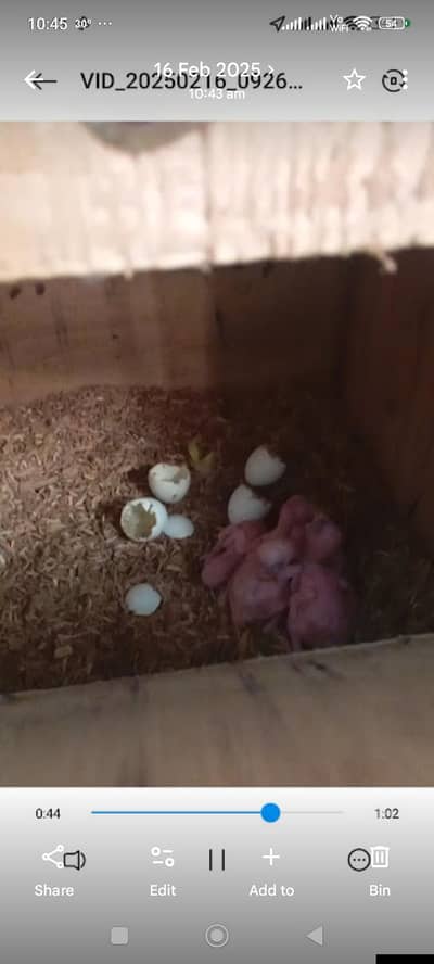 ringnck pahari raw yellow maccaw kaka2 cage kaise bhai ko setup sale