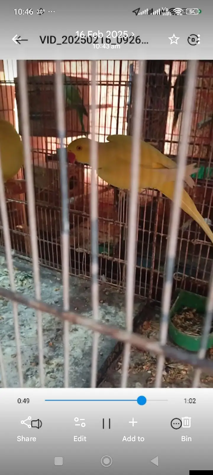 ringnck pahari raw yellow maccaw kaka2 cage kaise bhai ko setup sale — photo 2