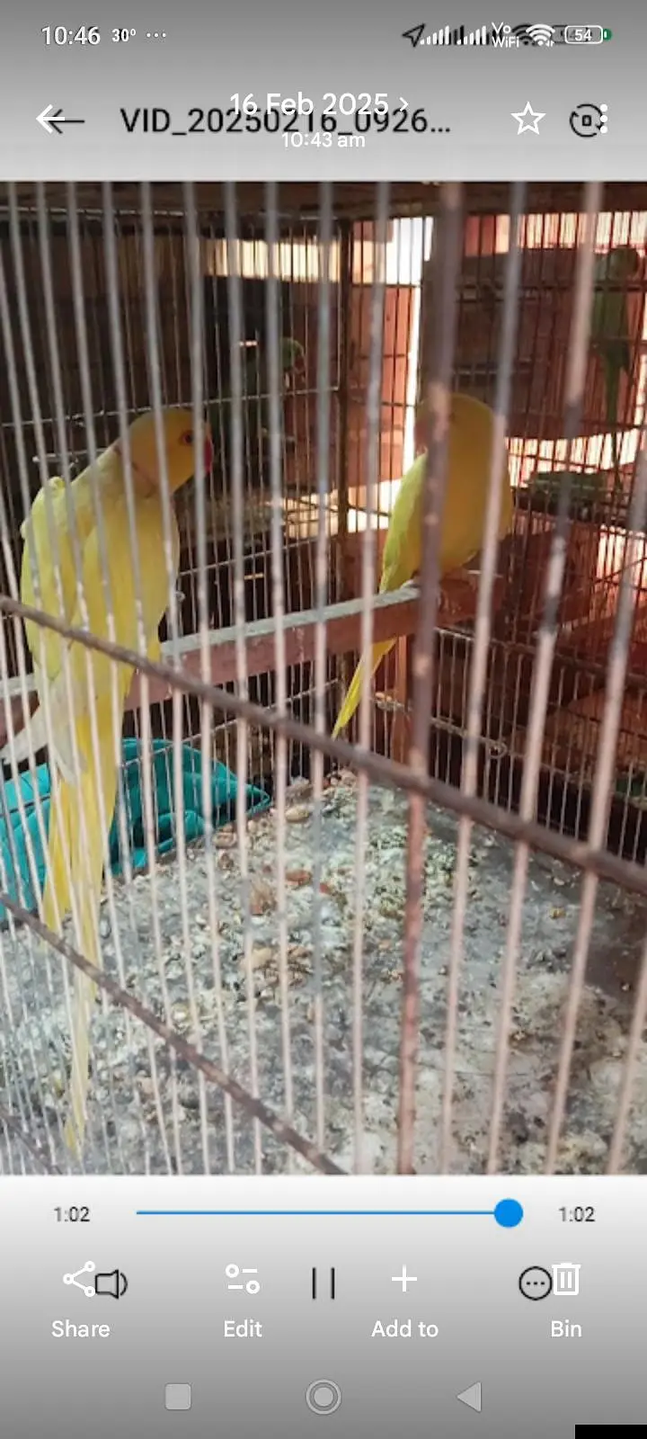 ringnck pahari raw yellow maccaw kaka2 cage kaise bhai ko setup sale — photo 3