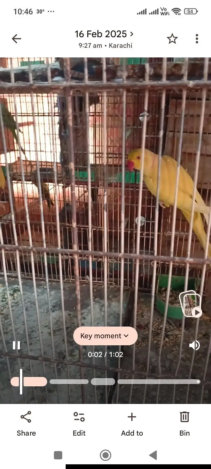 ringnck pahari raw yellow maccaw kaka2 cage kaise bhai ko setup sale — photo 4