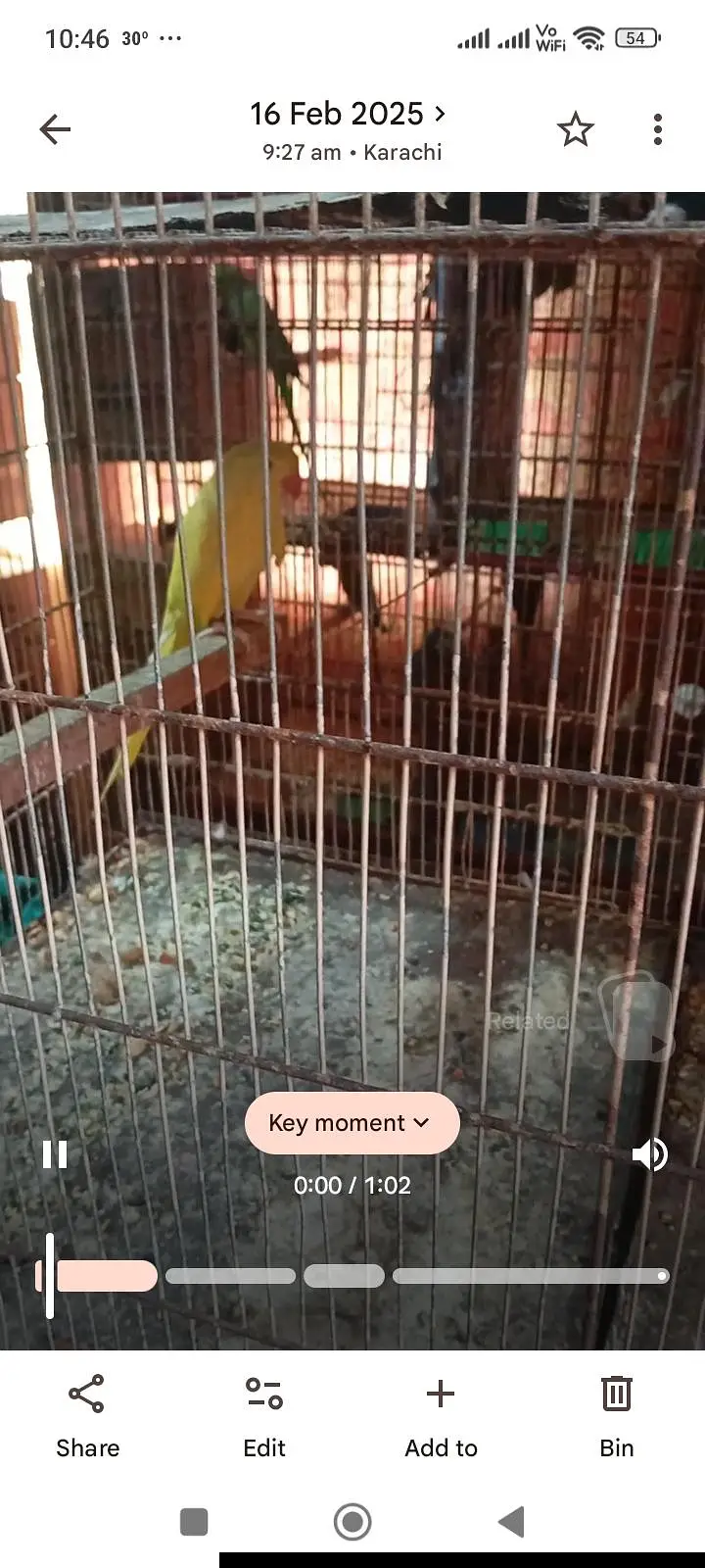 ringnck pahari raw yellow maccaw kaka2 cage kaise bhai ko setup sale — photo 5