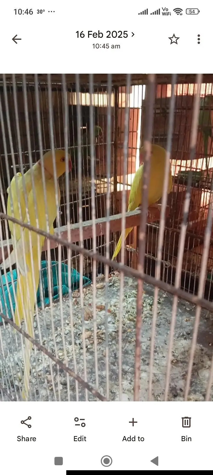 ringnck pahari raw yellow maccaw kaka2 cage kaise bhai ko setup sale — photo 6