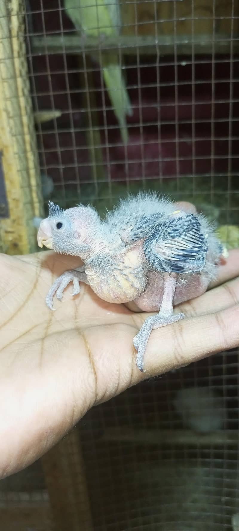 cocktail chick 1