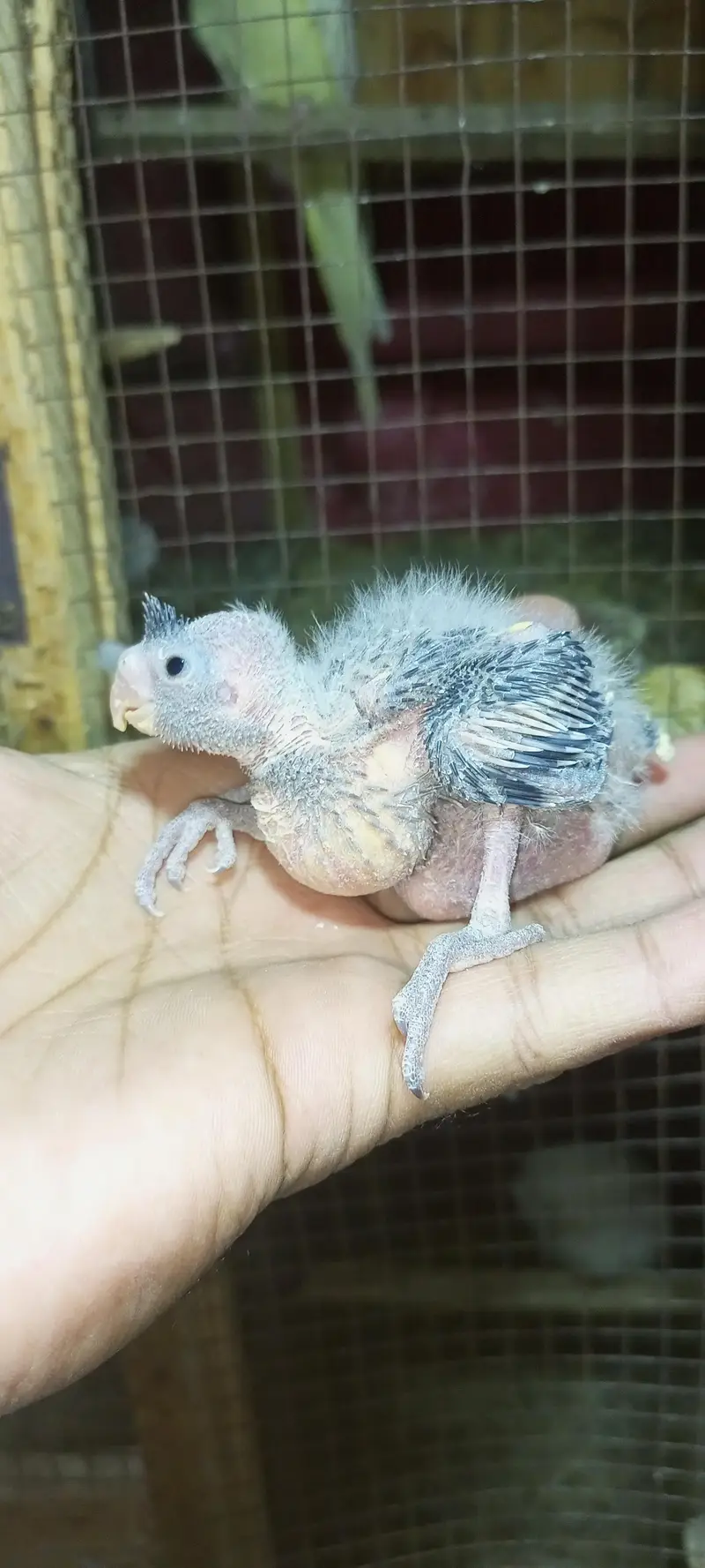 cocktail chick — photo 2