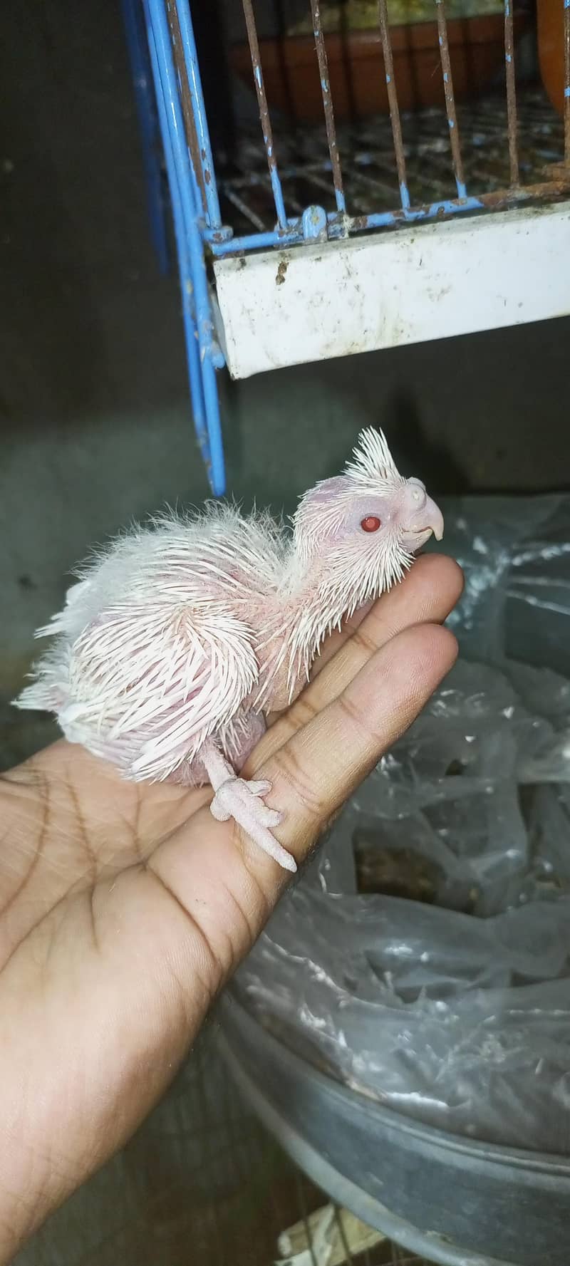 cocktail chick 2