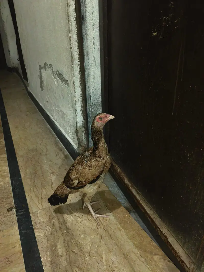 pure Aseel ha jis bhai ko chiya rabta KERA — photo 2