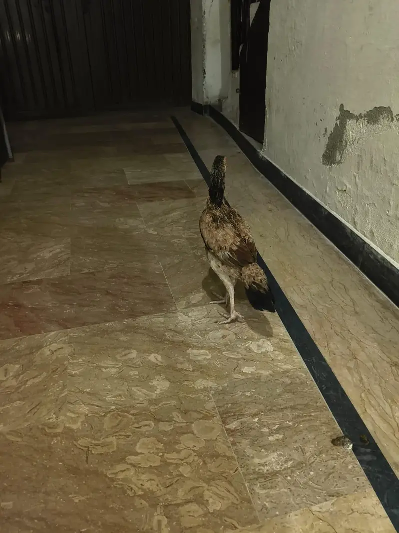 pure Aseel ha jis bhai ko chiya rabta KERA — photo 3