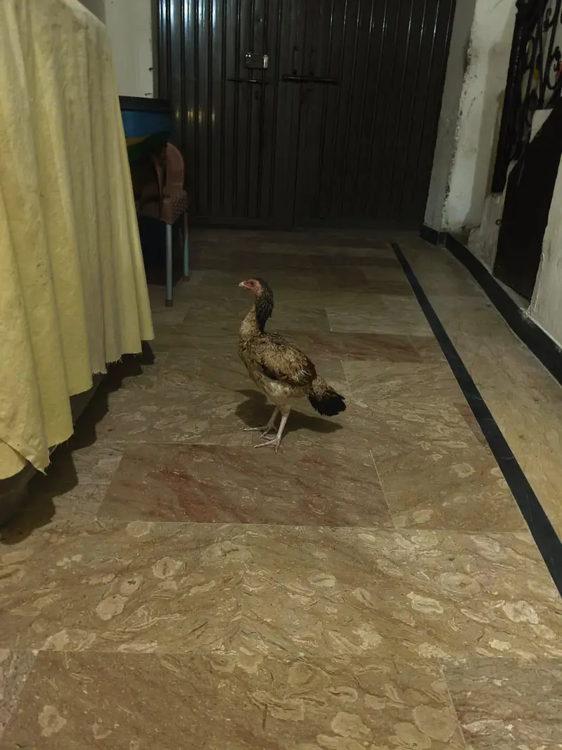 pure Aseel ha jis bhai ko chiya rabta KERA — photo 4