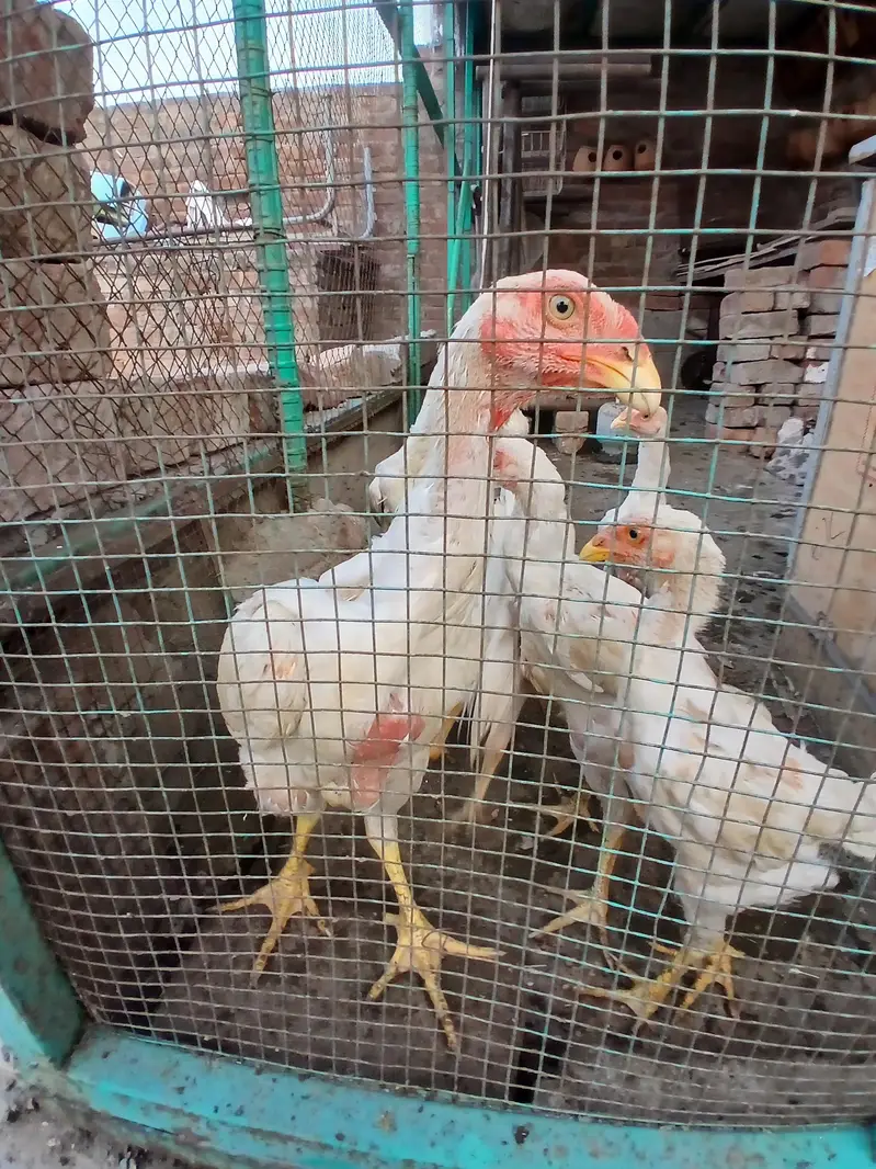 Active aseel for sale — photo 3