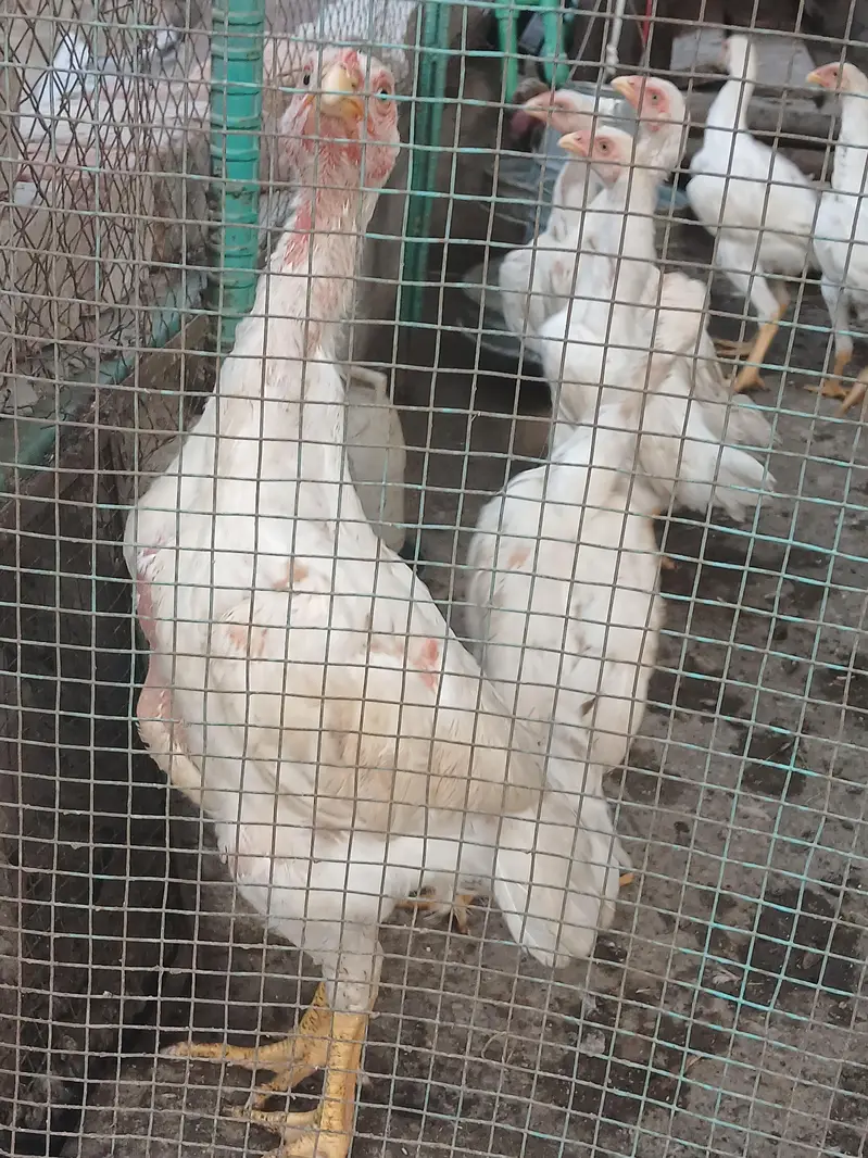 Active aseel for sale — photo 4
