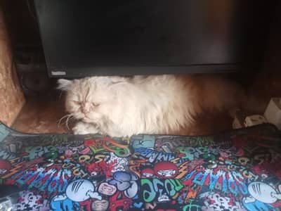 Healthy Pure Punch Face Cream Persian Male Cat for Sale