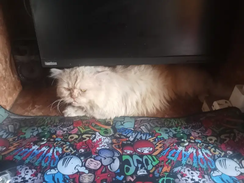 Healthy Pure Punch Face Cream Persian Male Cat for Sale