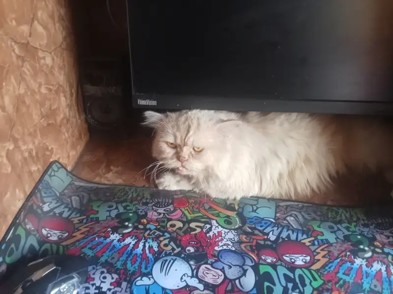 Healthy Pure Punch Face Cream Persian Male Cat for Sale — photo 2