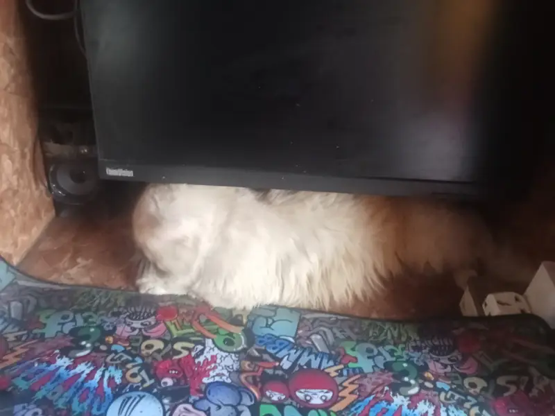 Healthy Pure Punch Face Cream Persian Male Cat for Sale — photo 3