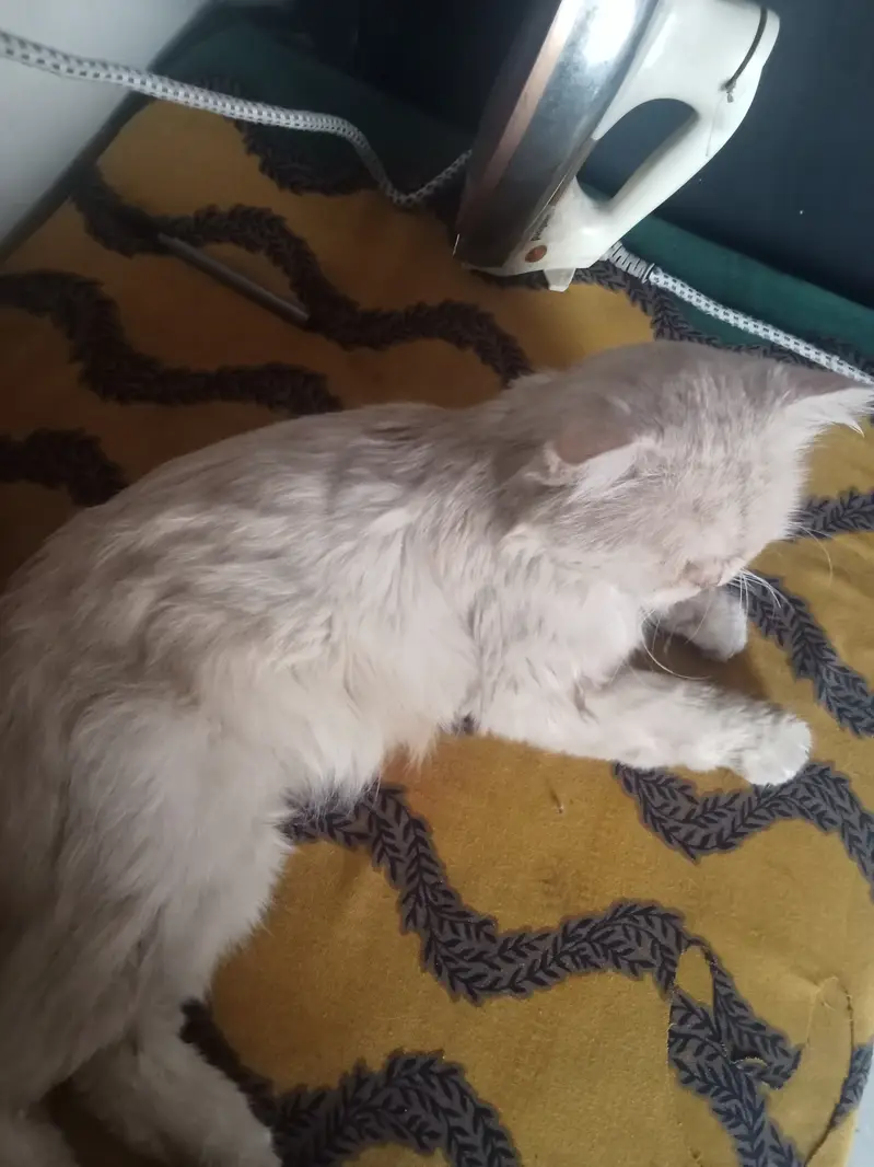 Healthy Pure Punch Face Cream Persian Male Cat for Sale — photo 4