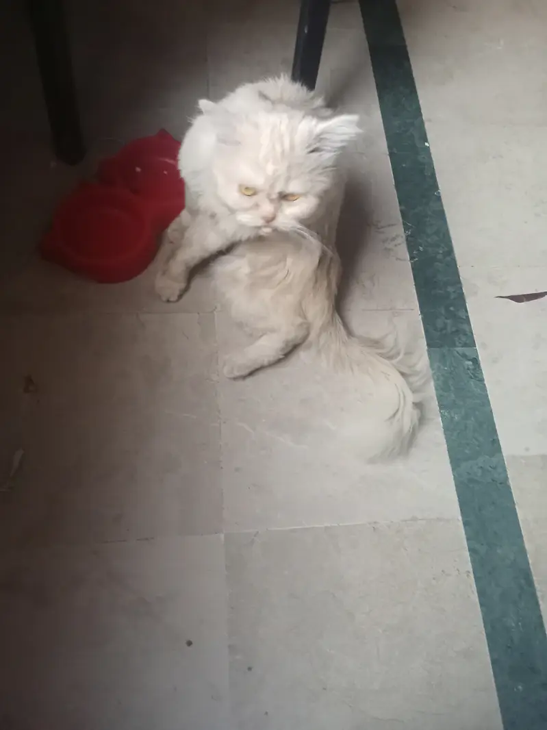 Healthy Pure Punch Face Cream Persian Male Cat for Sale — photo 5