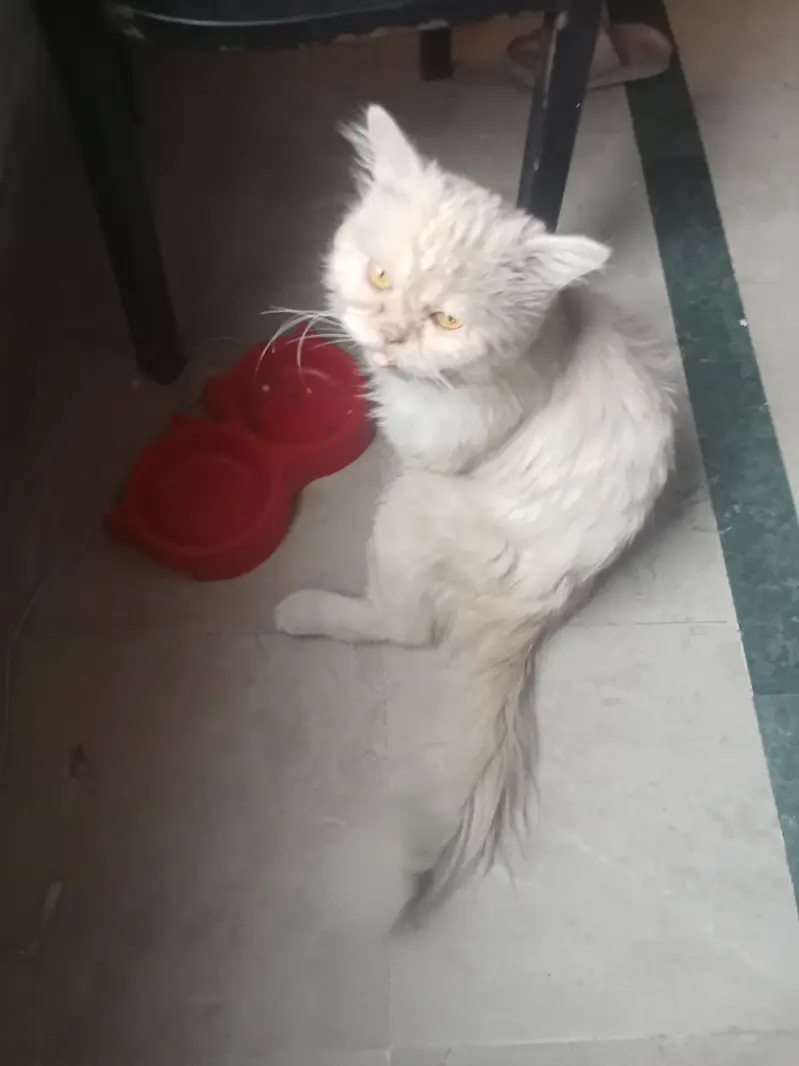 Healthy Pure Punch Face Cream Persian Male Cat for Sale — photo 6