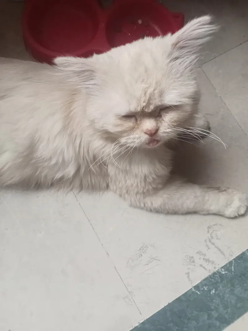 Healthy Pure Punch Face Cream Persian Male Cat for Sale — photo 7