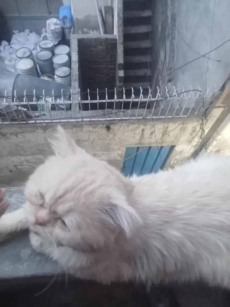 Healthy Pure Punch Face Cream Persian Male Cat for Sale — photo 8