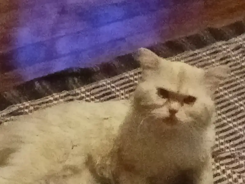 Healthy Pure Punch Face Cream Persian Male Cat for Sale — photo 9