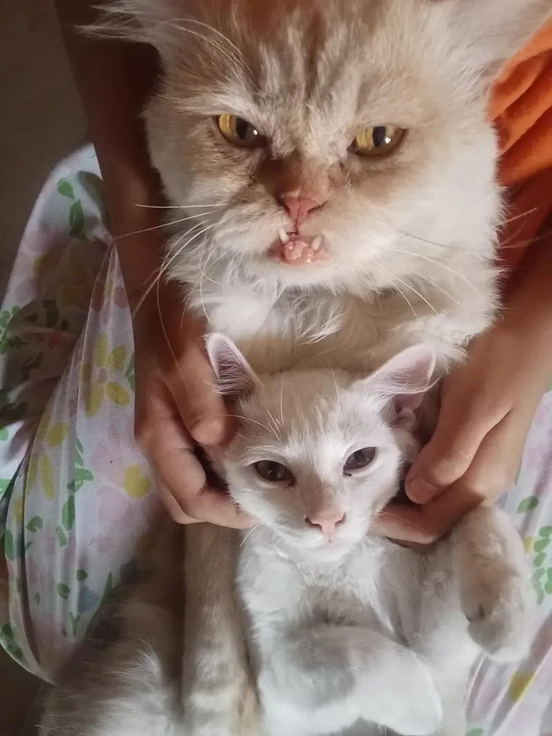 Healthy Pure Punch Face Cream Persian Male Cat for Sale — photo 10