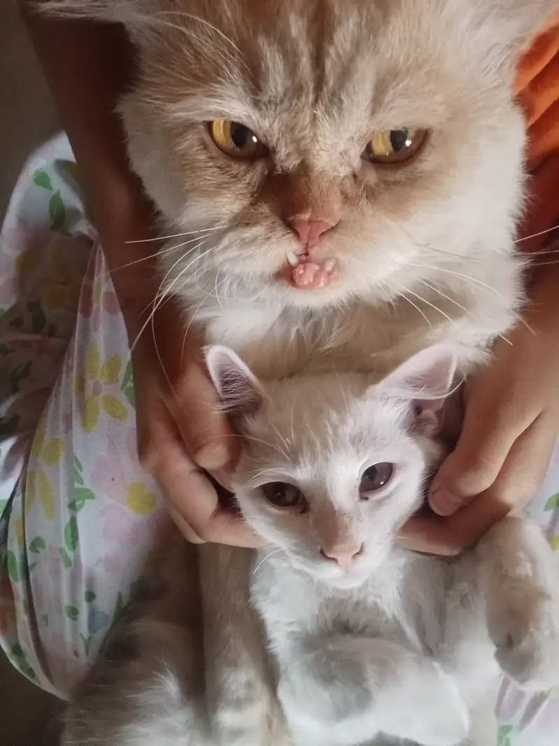 Healthy Pure Punch Face Cream Persian Male Cat for Sale — photo 11